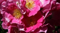 The Gardens on Anderton will be officially opening to the public on Sunday, May 13th, which is also Mother’s Day. Everything is looking beautiful, thanks to a lot of hard work by the volunteers. Please tell friends, family, and neighbors that we are ready to welcome people to come out...